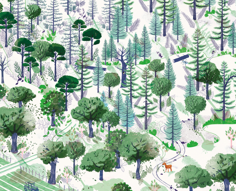 illustration représentant un forêt de basse montagne. Quelque animaux s'y promènent